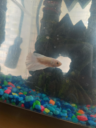 white betta fish